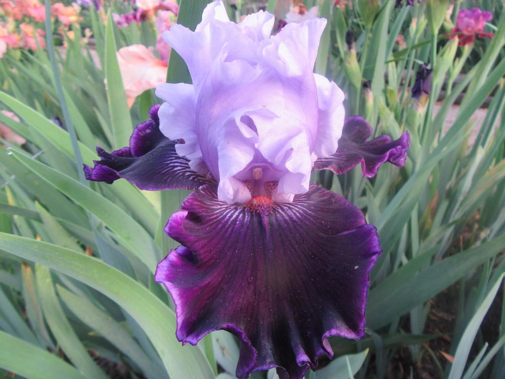 Photo of Tall Bearded Iris (Iris 'Wicked Good') uploaded by tveguy3