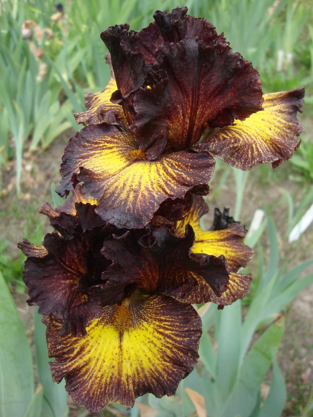 Photo of Tall Bearded Iris (Iris 'Tuscan Summer') uploaded by Paul2032