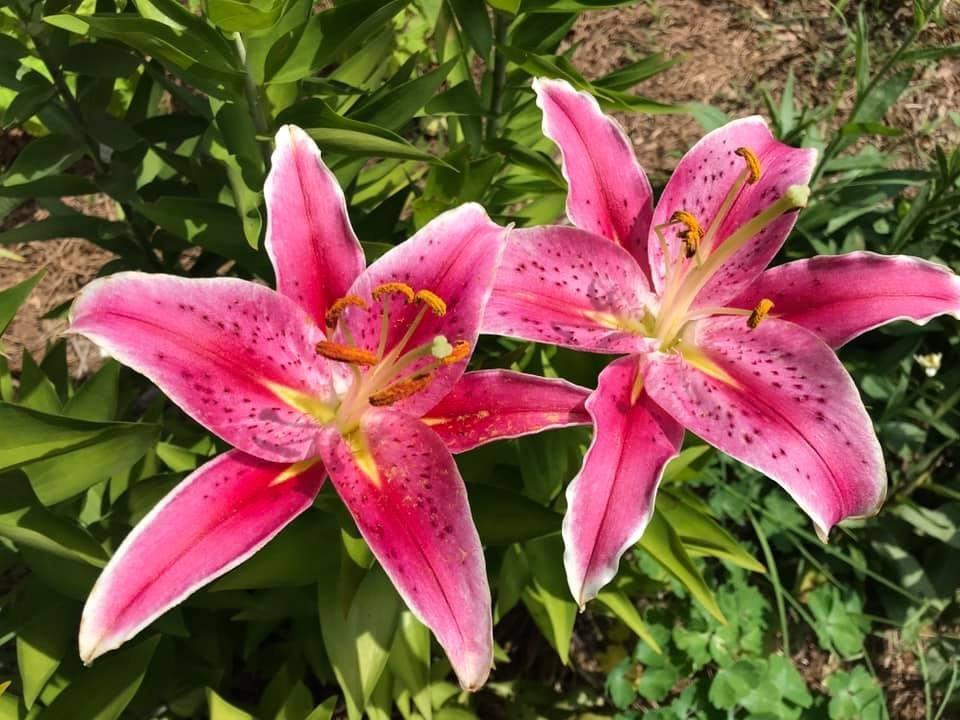 Photo of Oriental Lily (Lilium 'Star Gazer') uploaded by aikenforflowers