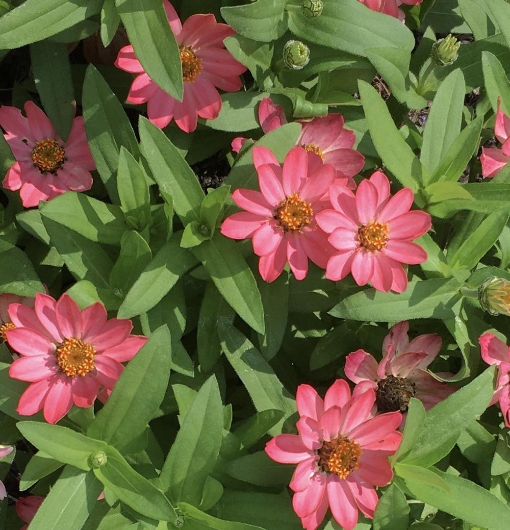 Photo of Zinnia 'Profusion Coral Pink' uploaded by csandt