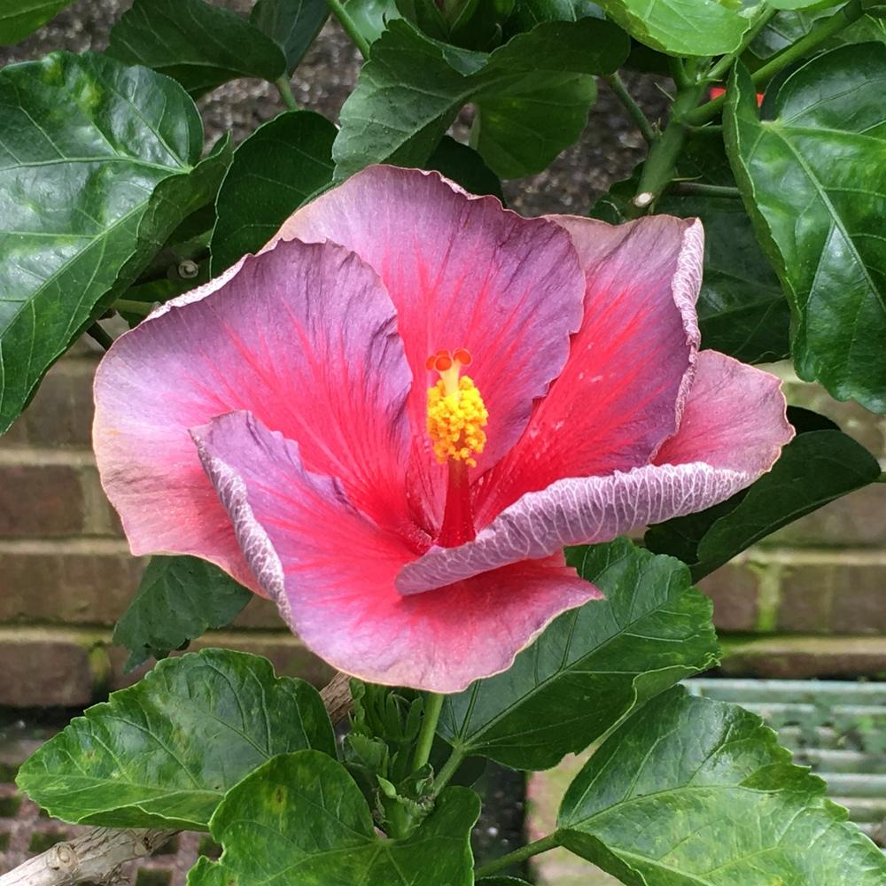 Photo of Tropical Hibiscus (Hibiscus rosa-sinensis 'Nightfire') uploaded by csandt