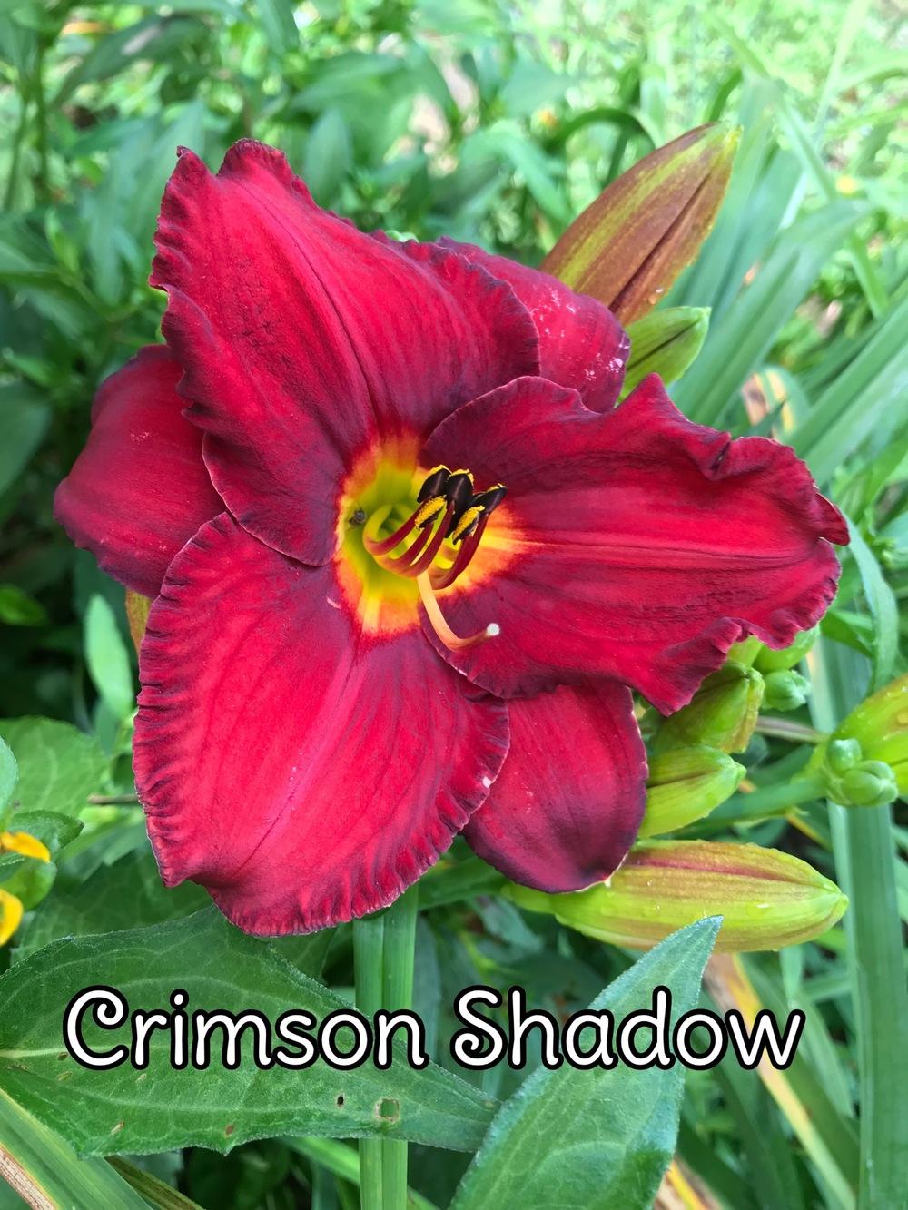 Photo of Daylily (Hemerocallis 'Crimson Shadows') uploaded by Dstice