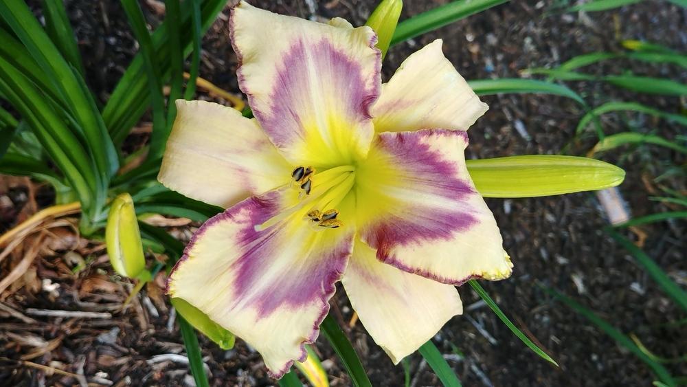 Photo of Daylily (Hemerocallis 'Destined to See') uploaded by ElyceC