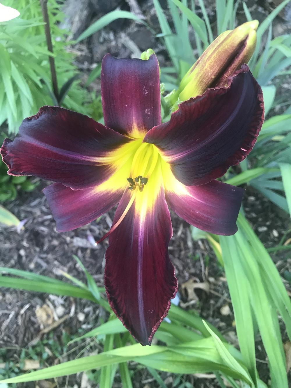 Photo of Daylily (Hemerocallis 'Aliens in the Garden') uploaded by Legalily