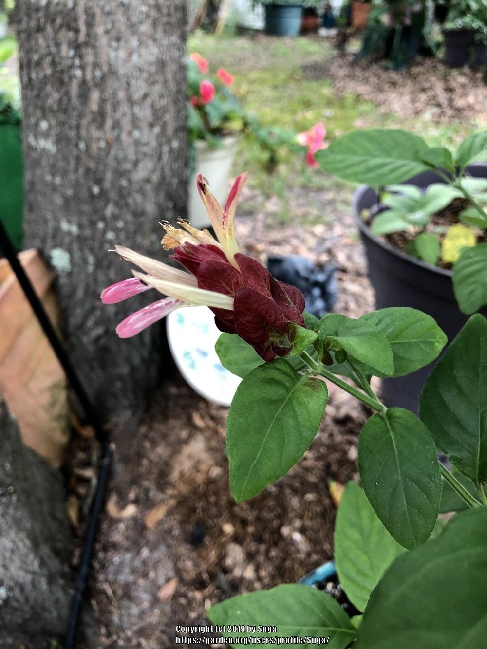 Photo of Red Shrimp Plant (Justicia brandegeeana 'Red Pinecone') uploaded by Suga