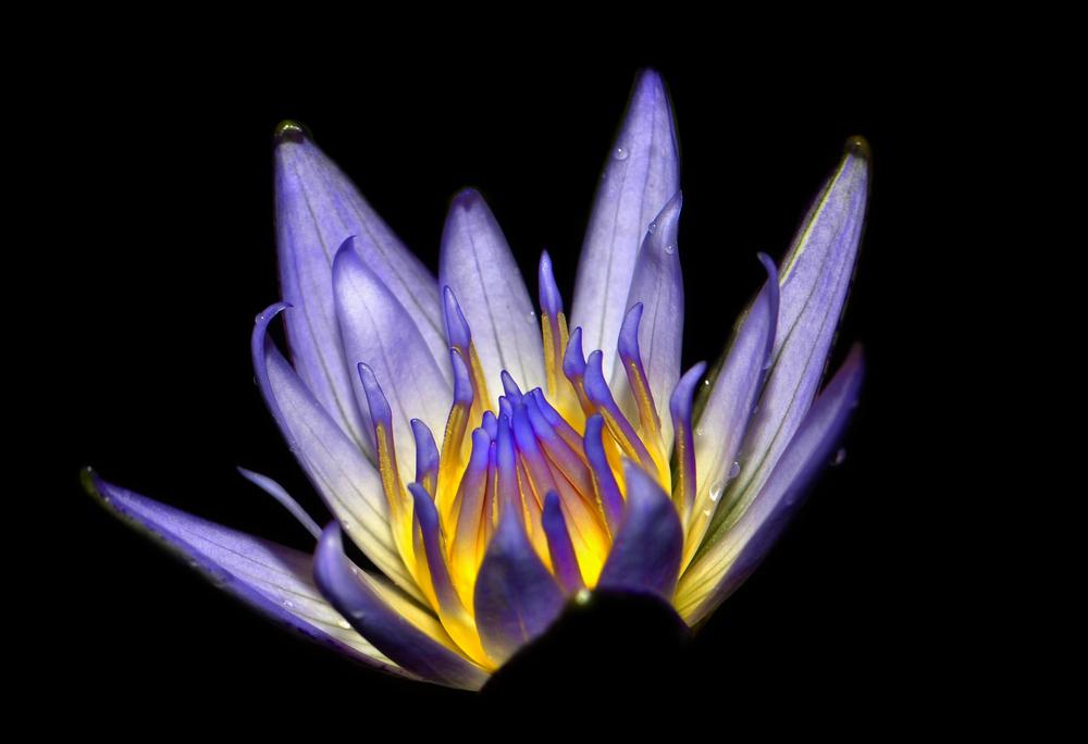 Photo of Tropical Day-Blooming Water Lily (Nymphaea 'Pennsylvania') uploaded by dawiz1753