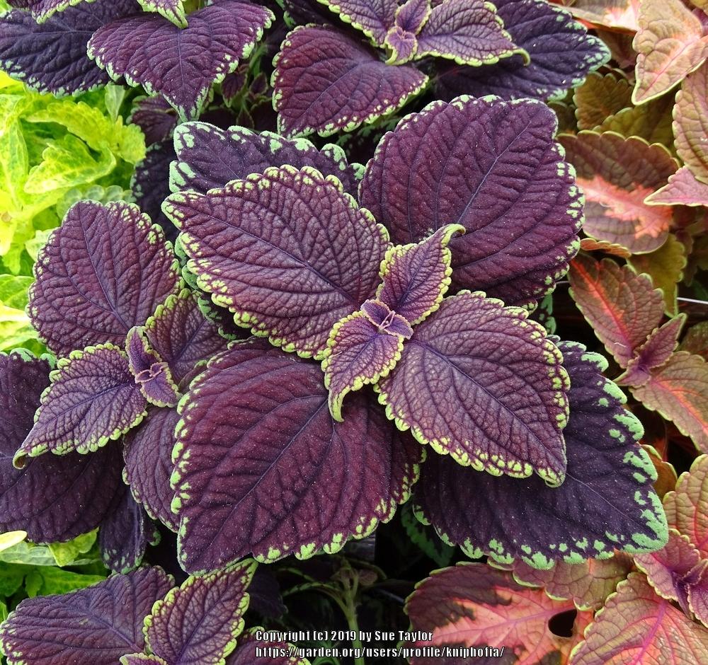 Photo of Coleus (Coleus scutellarioides Main Street Abbey Road™) uploaded by kniphofia
