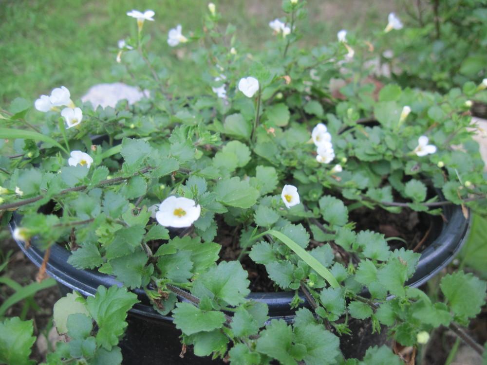 Photo of Bacopa (Sutera Snowstorm® Giant Snowflake®) uploaded by robertduval14