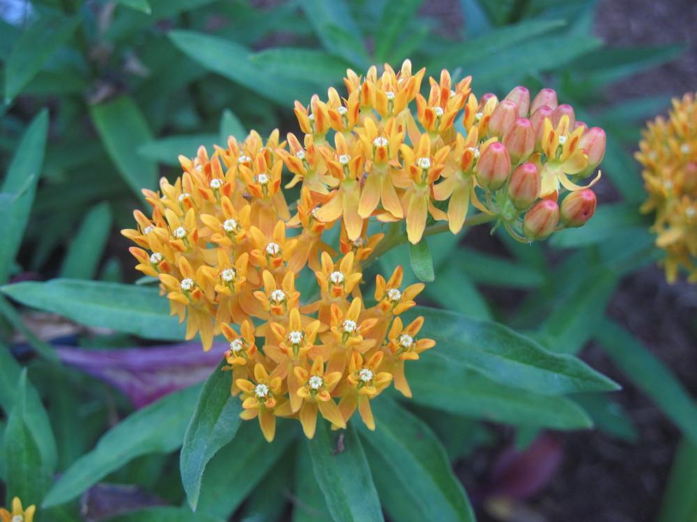 Photo of Butterfly Milkweed (Asclepias tuberosa) uploaded by robertduval14