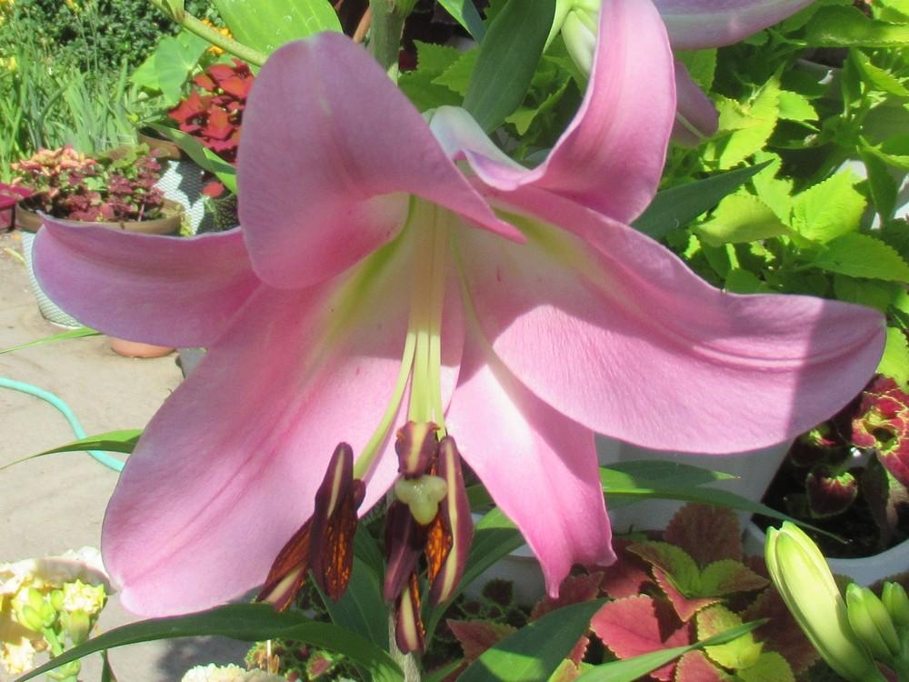 Photo of Lily (Lilium 'Pink Palace') uploaded by stilldew