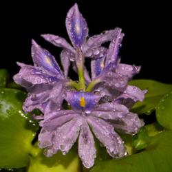Location: Botanical Gardens of the State of Georgia...Athens, Ga
Date: 2019-07-07
Water Hyacinth 003