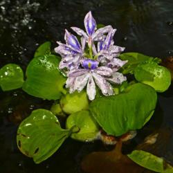 Location: Botanical Gardens of the State of Georgia...Athens, Ga
Date: 2019-07-07
Water Hyacinth 004