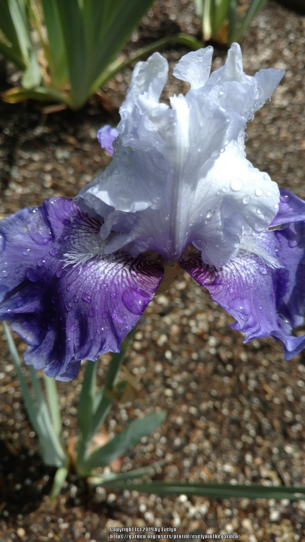 Photo of Tall Bearded Iris (Iris 'Mariposa Skies') uploaded by evelyninthegarden