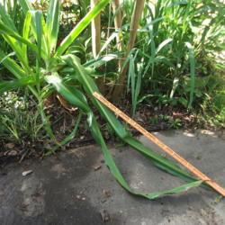 Location: My back yard patio edge flower bed
Date: 2019-05-21
Leaves were well over 4' long in comparison to a yard stick.