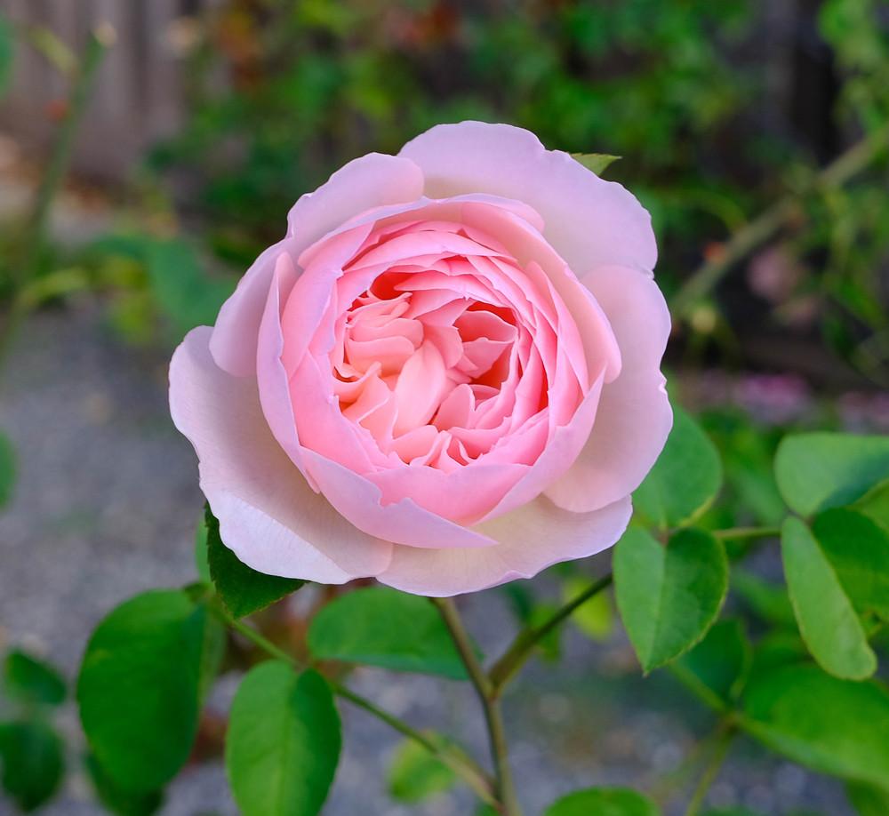 Photo of Rose (Rosa 'Gentle Hermione') uploaded by AnnKNCalif