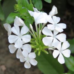 Location: Northern California, Zone 9b
Date: 2019-07-09
Plumbago auriculata 'Alba. Uncommon white flowers are great moonl