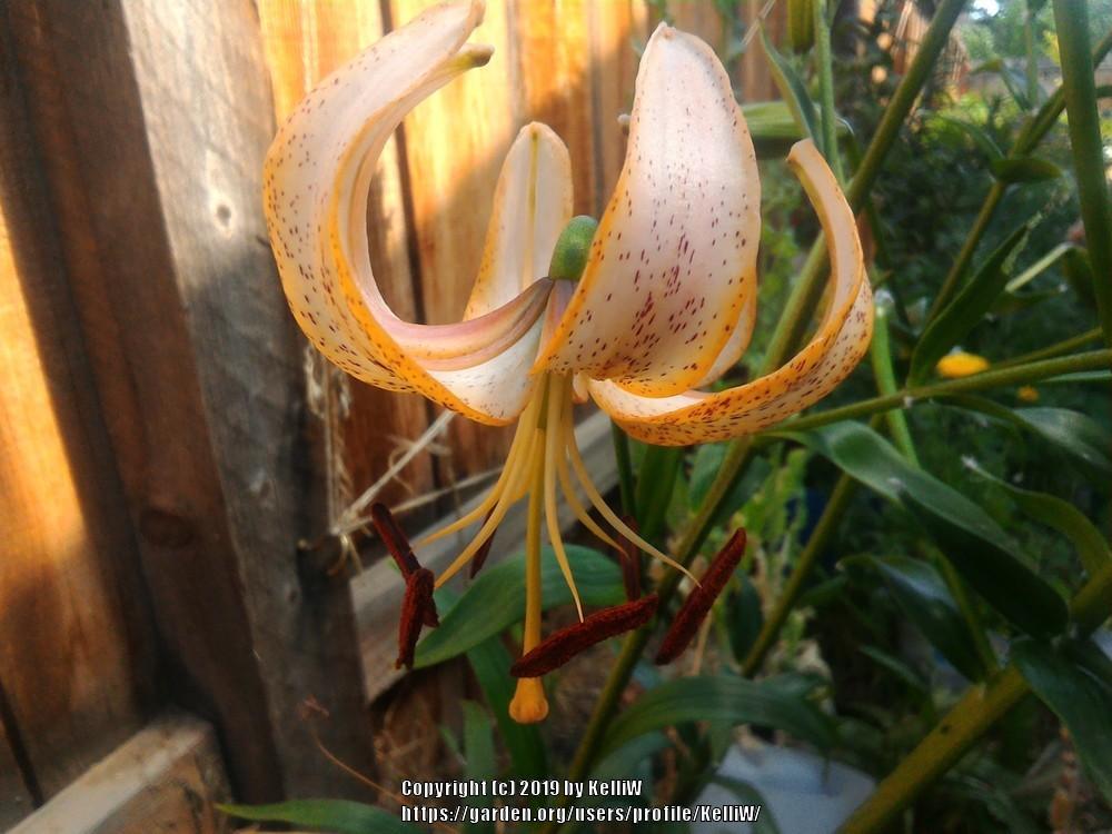 Photo of Lily (Lilium 'Peach Lace') uploaded by KelliW