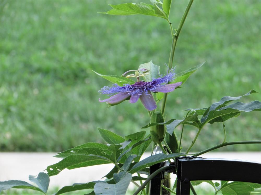 Photo of Passion Flower (Passiflora 'Incense') uploaded by SongofJoy