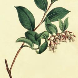 
Date: c. 1808
illustration from 'Curtis's Botanical Magazine', 1808