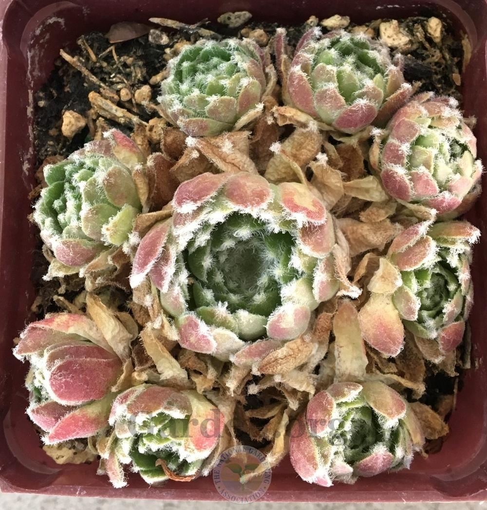 Photo of Hen and Chicks (Sempervivum 'Icicle') uploaded by BlueOddish