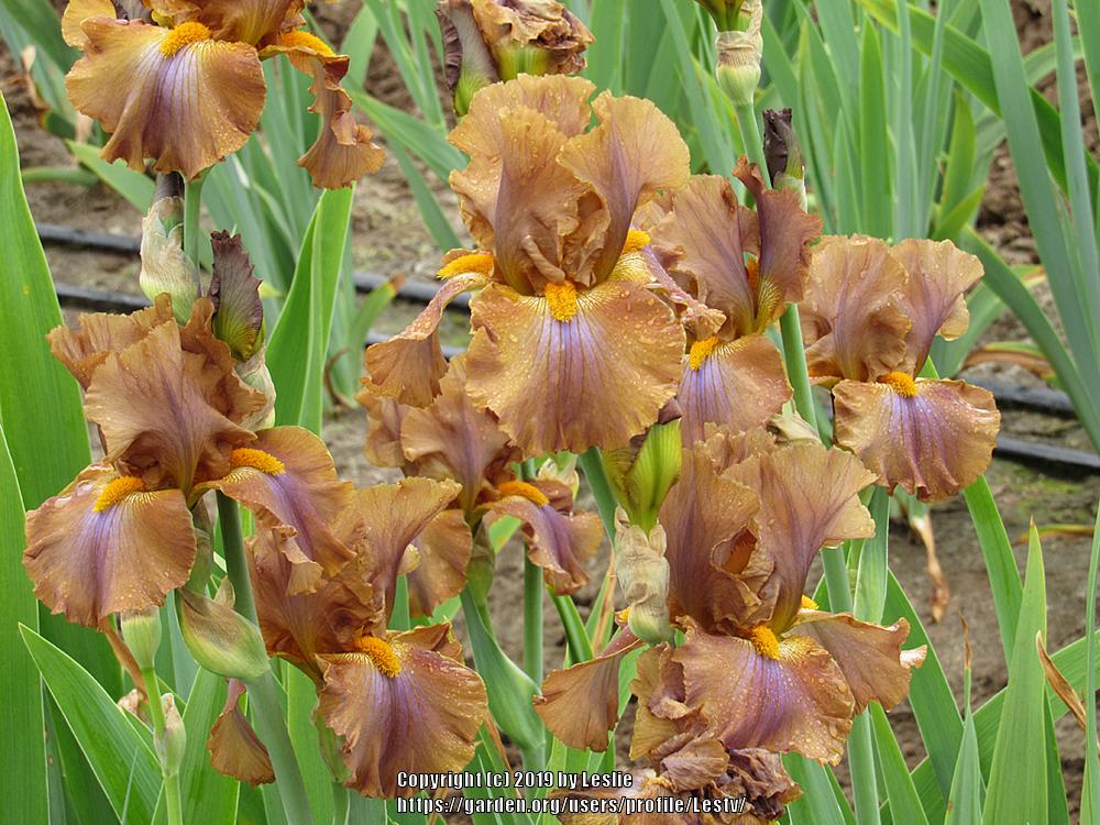Photo of Tall Bearded Iris (Iris 'Cow Patty') uploaded by Lestv