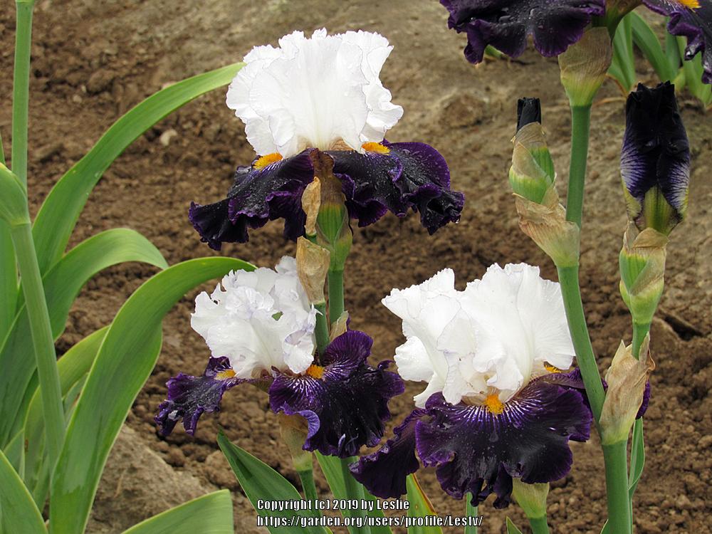Photo of Tall Bearded Iris (Iris 'Domino Noir') uploaded by Lestv