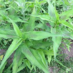 Location: Boston (North Shore)
Date: 2019-07-11
Growing in my yard where grass should be