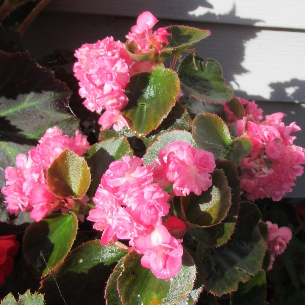 Photo of Wax Begonia (Begonia semperflorens 'Doublet Rose') uploaded by stilldew