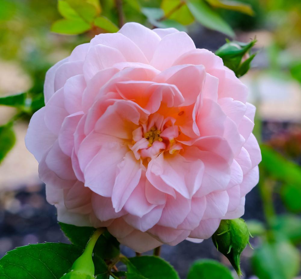 Photo of English Shrub Rose (Rosa 'William Morris') uploaded by AnnKNCalif