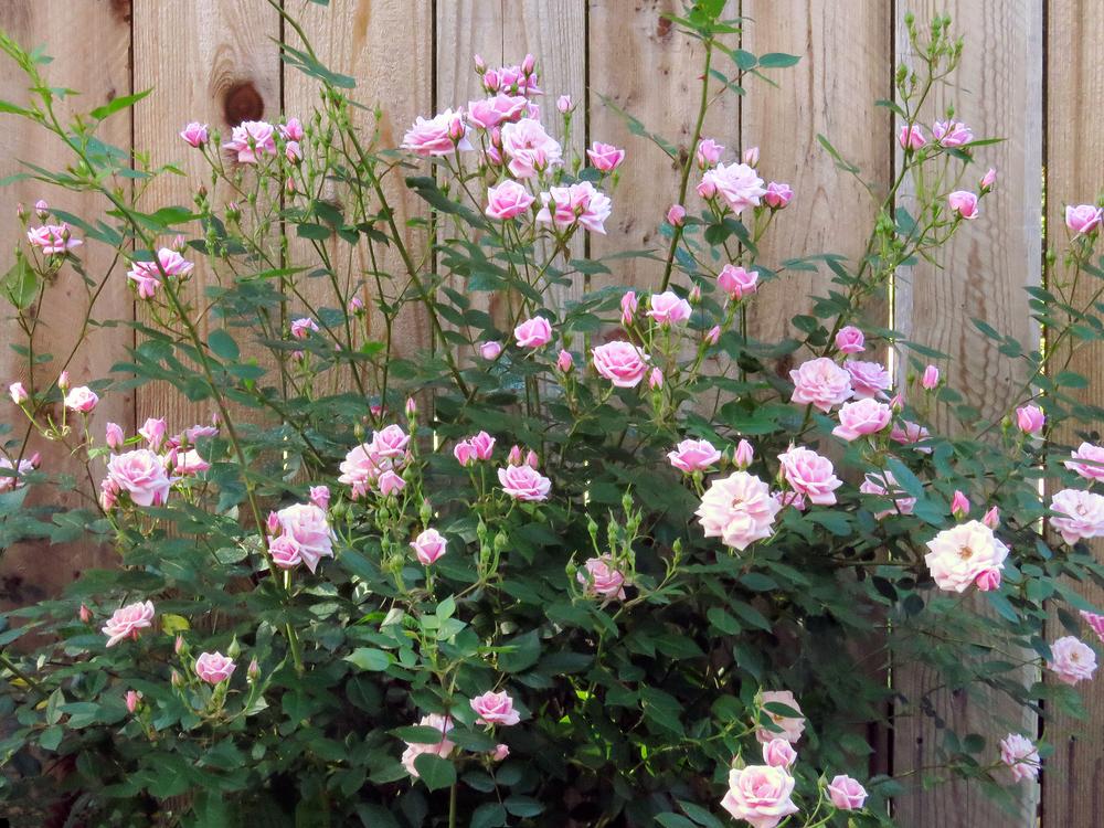 Photo of Rose (Rosa 'Jeanne Lajoie') uploaded by DebraZone9