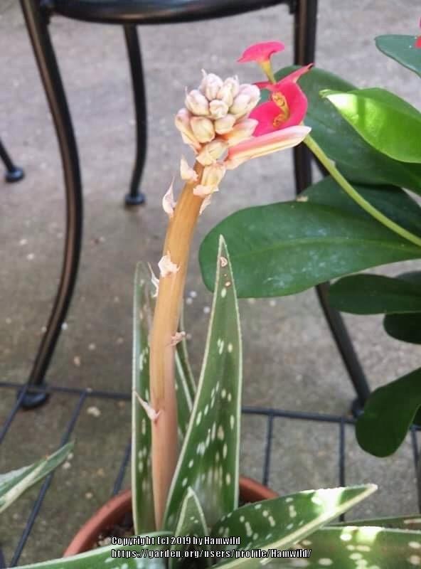 Photo of Partridge Breast Aloe (Gonialoe variegata) uploaded by Hamwild