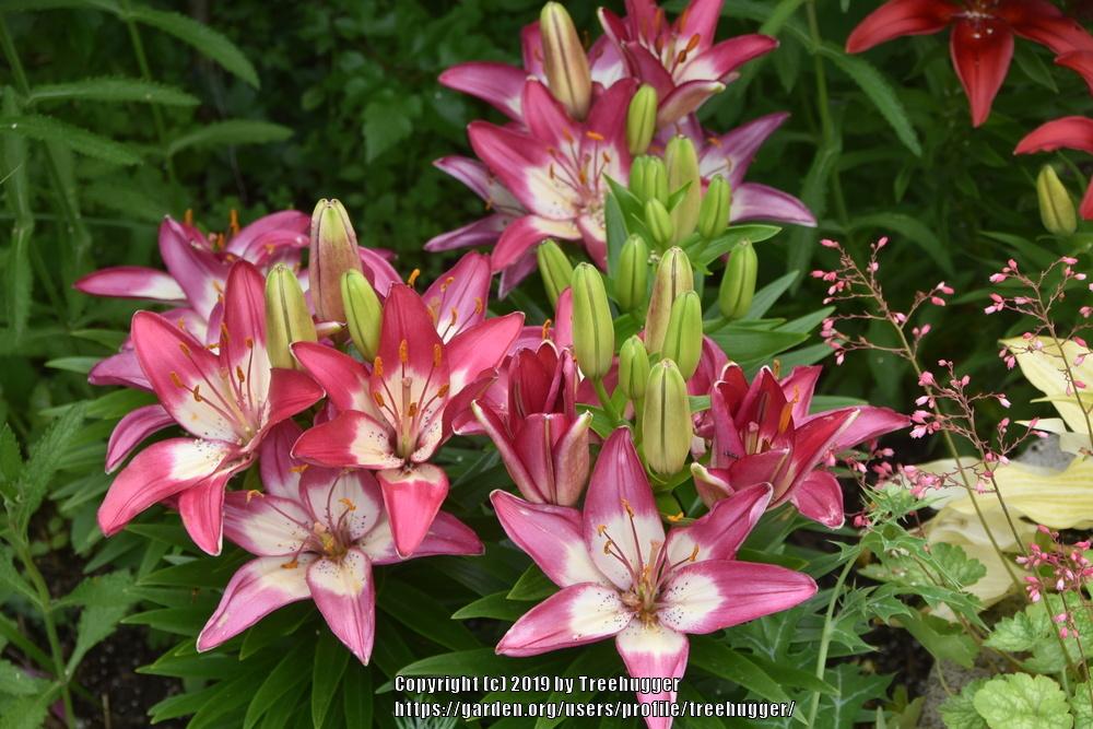 Photo of Lily (Lilium 'Lollypop') uploaded by treehugger