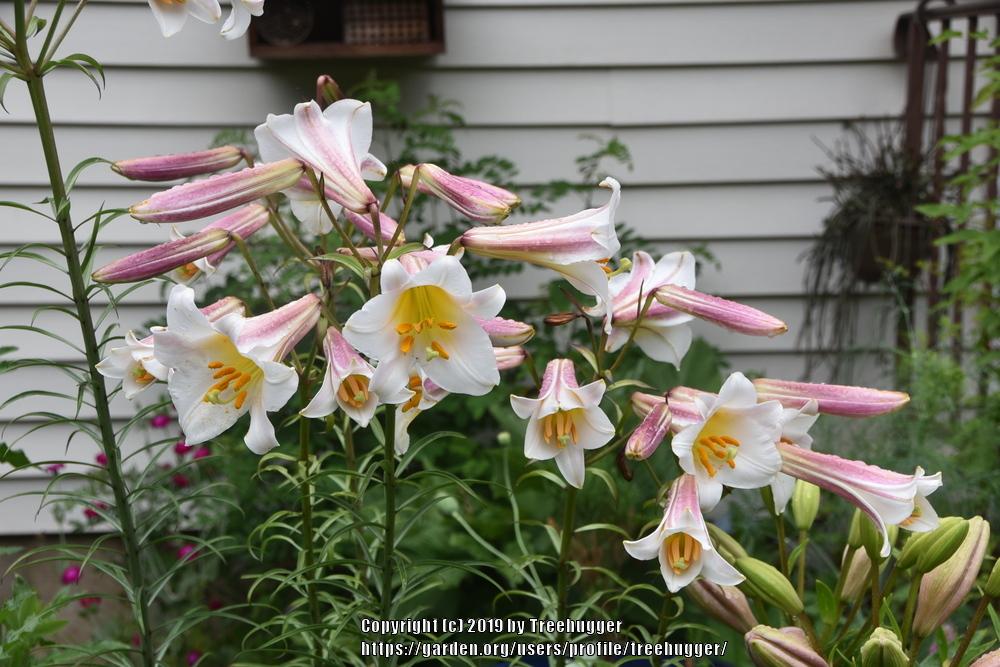 Photo of Regal Lily (Lilium regale) uploaded by treehugger