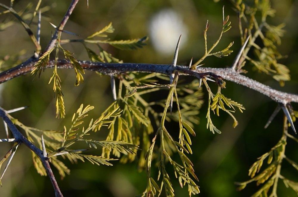 Photo of Sweet Acacia (Vachellia farnesiana) uploaded by DaylilySLP