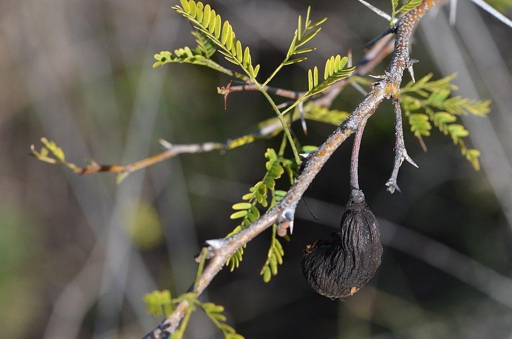 Photo of Sweet Acacia (Vachellia farnesiana) uploaded by DaylilySLP