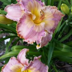 Location: Nocona,Texas zn.7 My gardens
Date: June,2019
Beautiful blending of pastel colors
