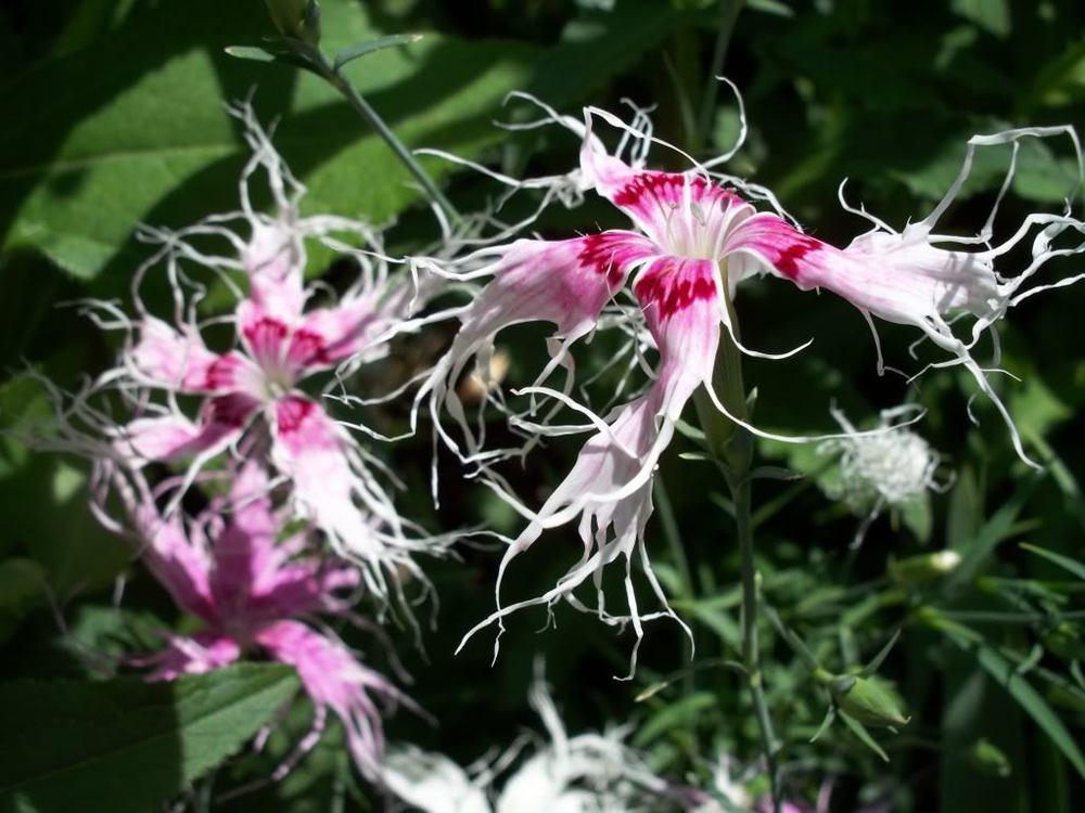 Photo of Dianthus 'Spooky Mix' uploaded by ShawnSteve