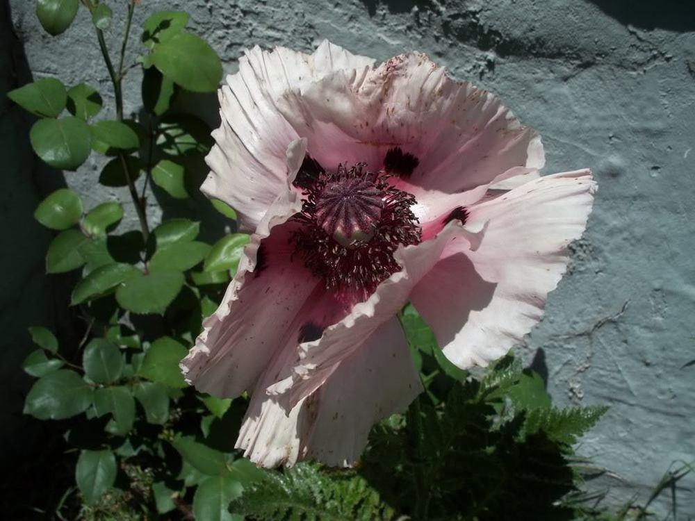 Photo of Oriental Poppy (Papaver orientale 'Patty's Plum') uploaded by ShawnSteve