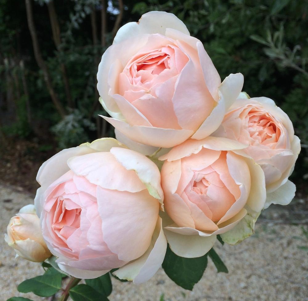 Photo of Rose (Rosa 'Jude the Obscure') uploaded by AnnKNCalif