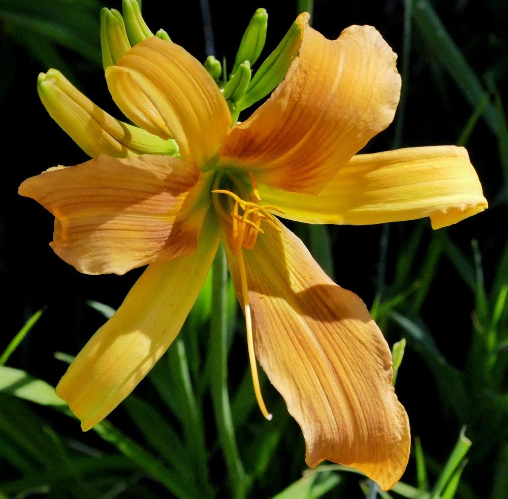 Photo of Daylily (Hemerocallis 'Dances with Giraffes') uploaded by Charlemagne