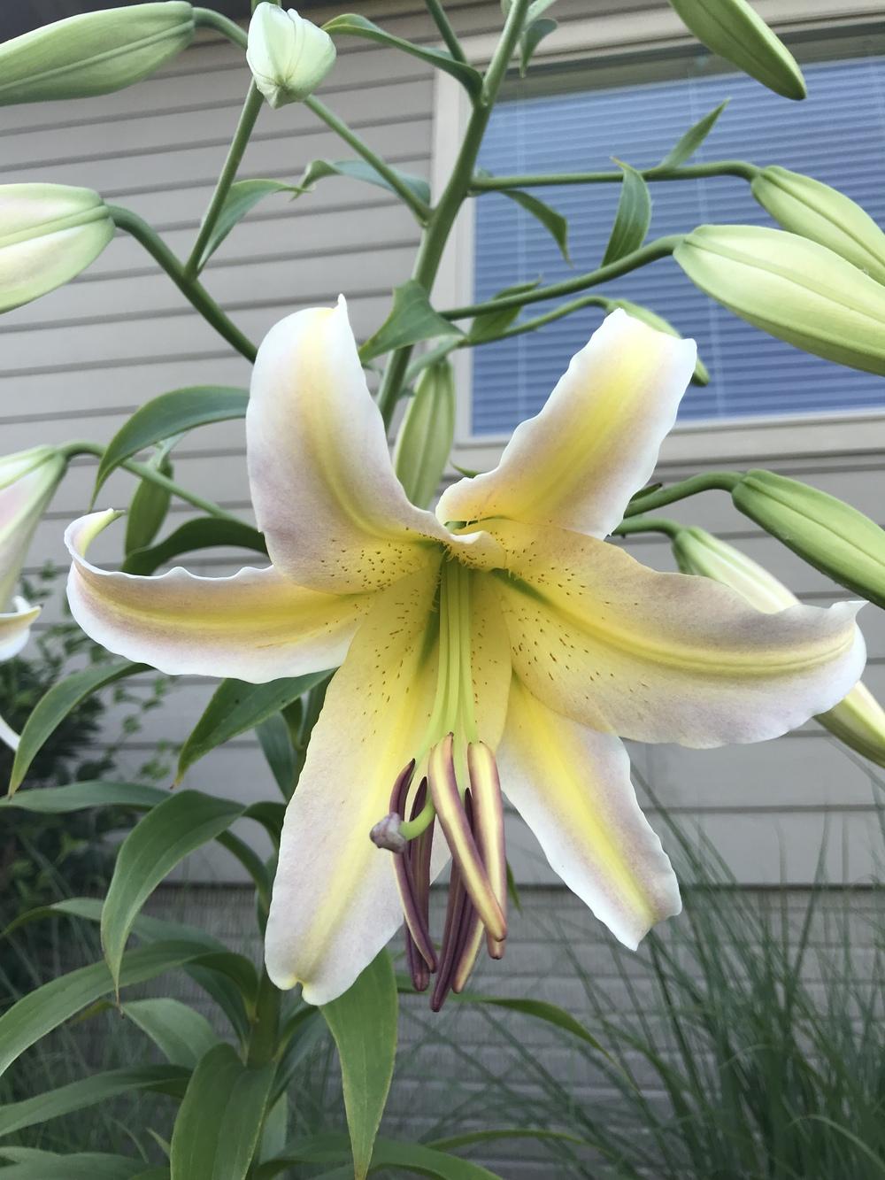 Photo of Lily (Lilium 'Elusive') uploaded by Legalily