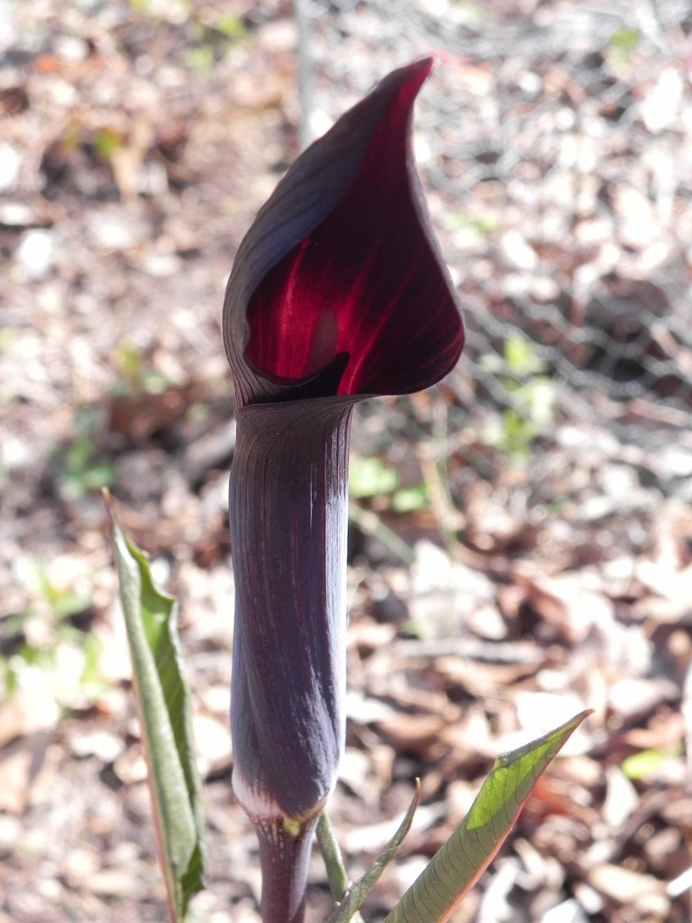 Photo of Jack-in-the-Pulpit (Arisaema mayebarae) uploaded by SL_gardener