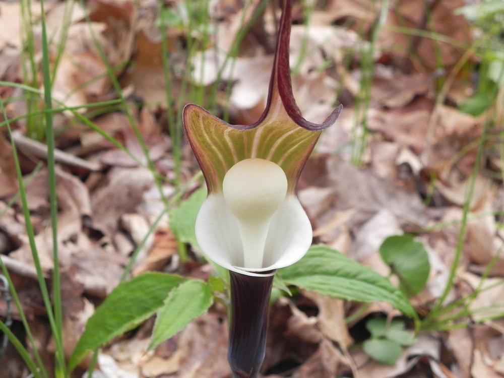 Photo of Japanese Cobra Lily (Arisaema sikokianum) uploaded by SL_gardener