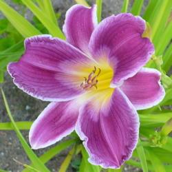 Location: Nora's Garden - Castlegar, B.C.
Date: 2013-07-06
- 7:23 pm. - A softer blend in the evening.