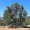 Blue Oak - common foothill species in California