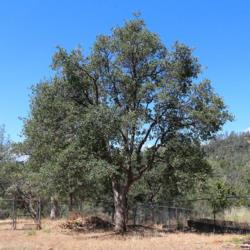 Location: Redding, California (private backyard)
Date: 2019-06-28
Blue Oak - common foothill species in California