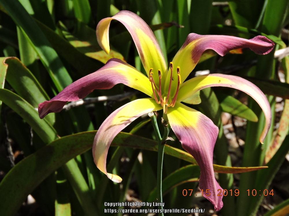 Photo of Daylily (Hemerocallis 'Bali Watercolor') uploaded by Seedfork