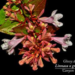Location: Botanical Gardens of the State of Georgia...Athens, Ga
Date: 2019-07-14
Glossy Abelia - Linnaea x grandiflora Canyon Creek 001 text