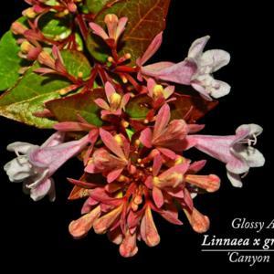 Glossy Abelia - Linnaea x grandiflora Canyon Creek 001 text