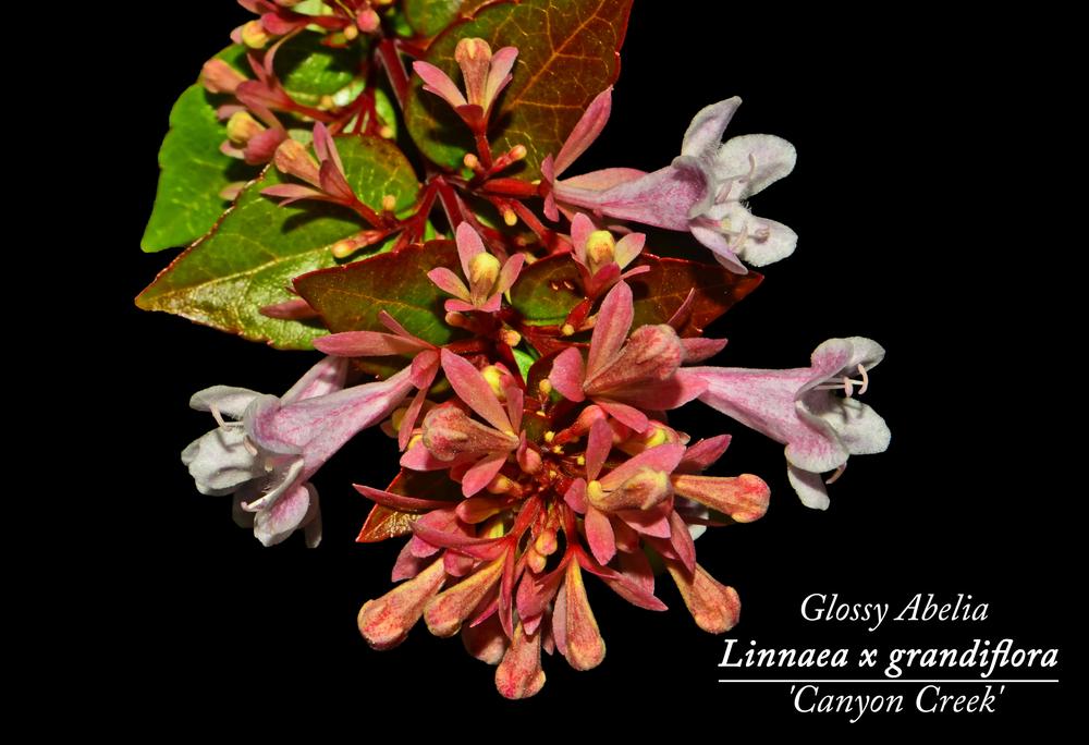 Photo of Glossy Abelia (Linnaea 'Canyon Creek') uploaded by dawiz1753